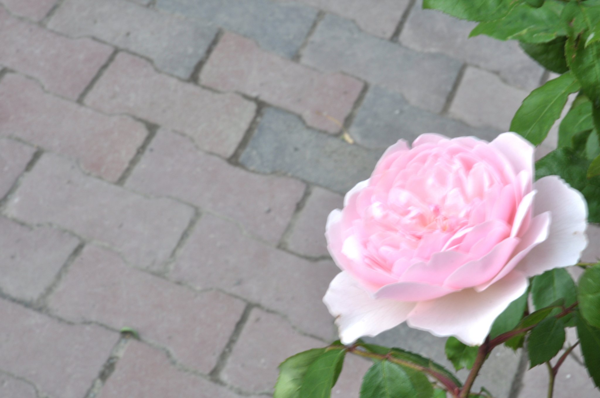 薔薇5