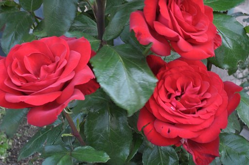 赤い薔薇
