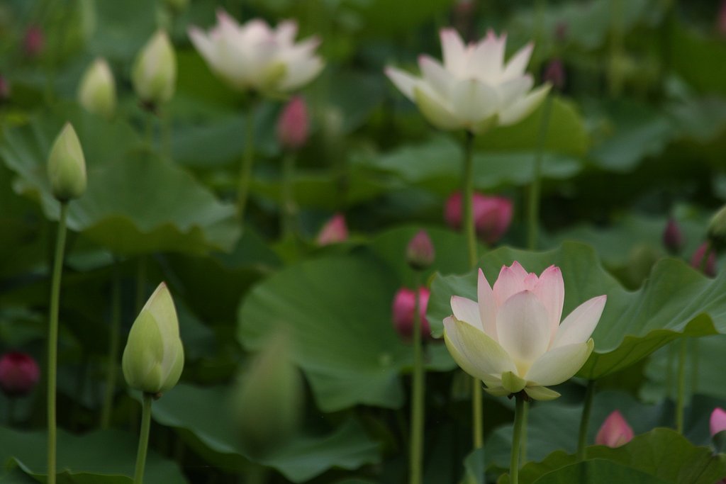 蓮の花