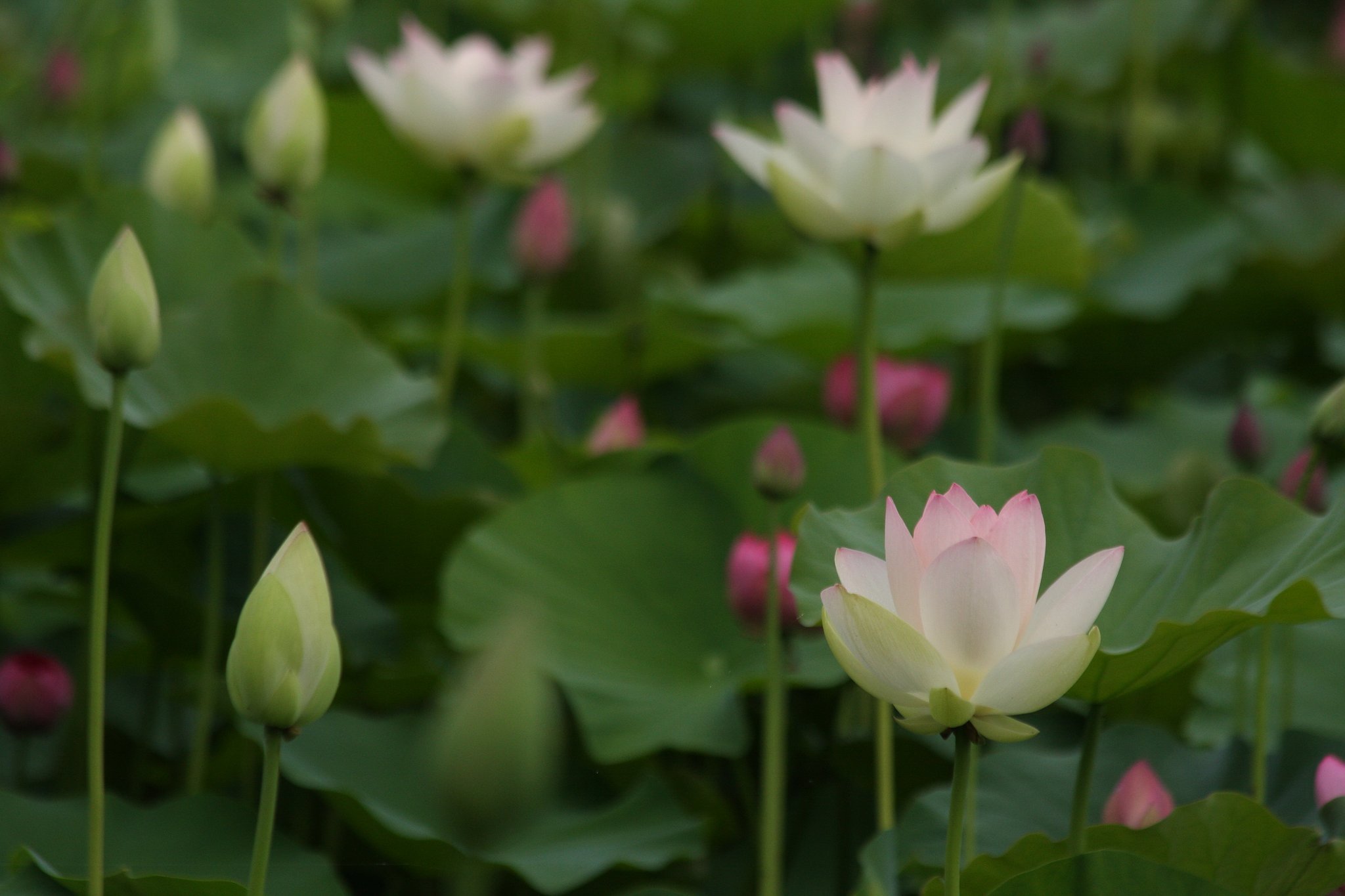 蓮の花