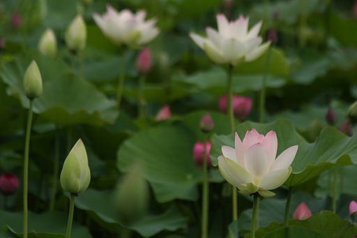 蓮の花