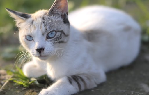 ねこ