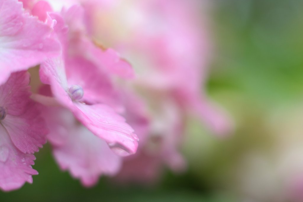 紫陽花　其の伍