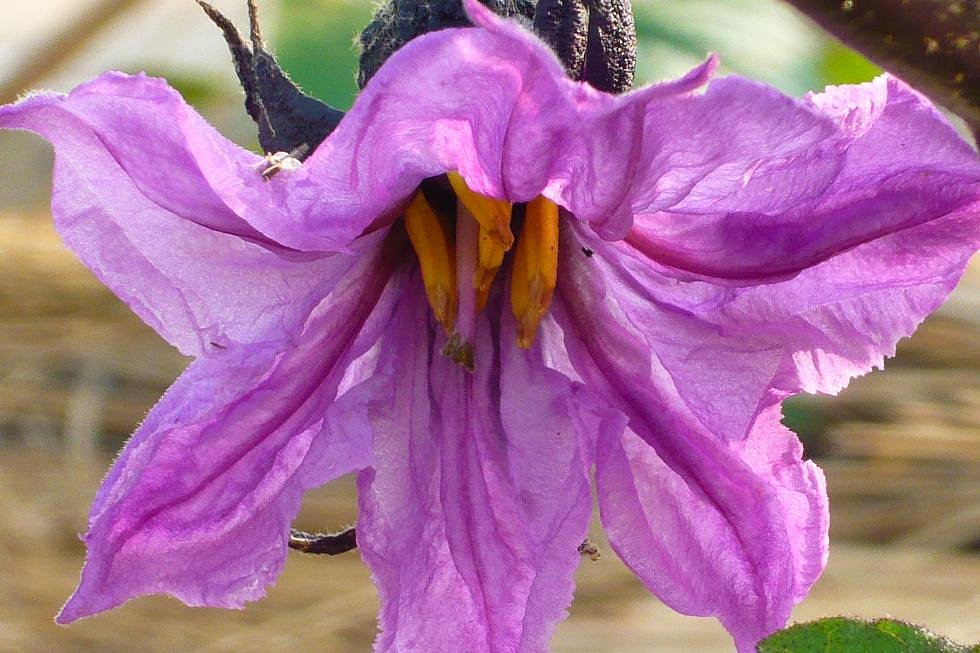 茄子の花。