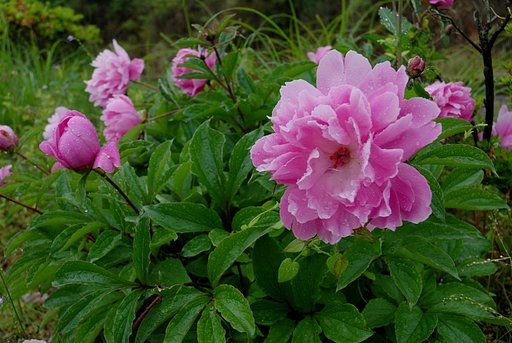 雨に咲く花