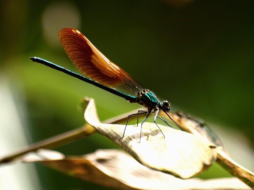 カワトンボ