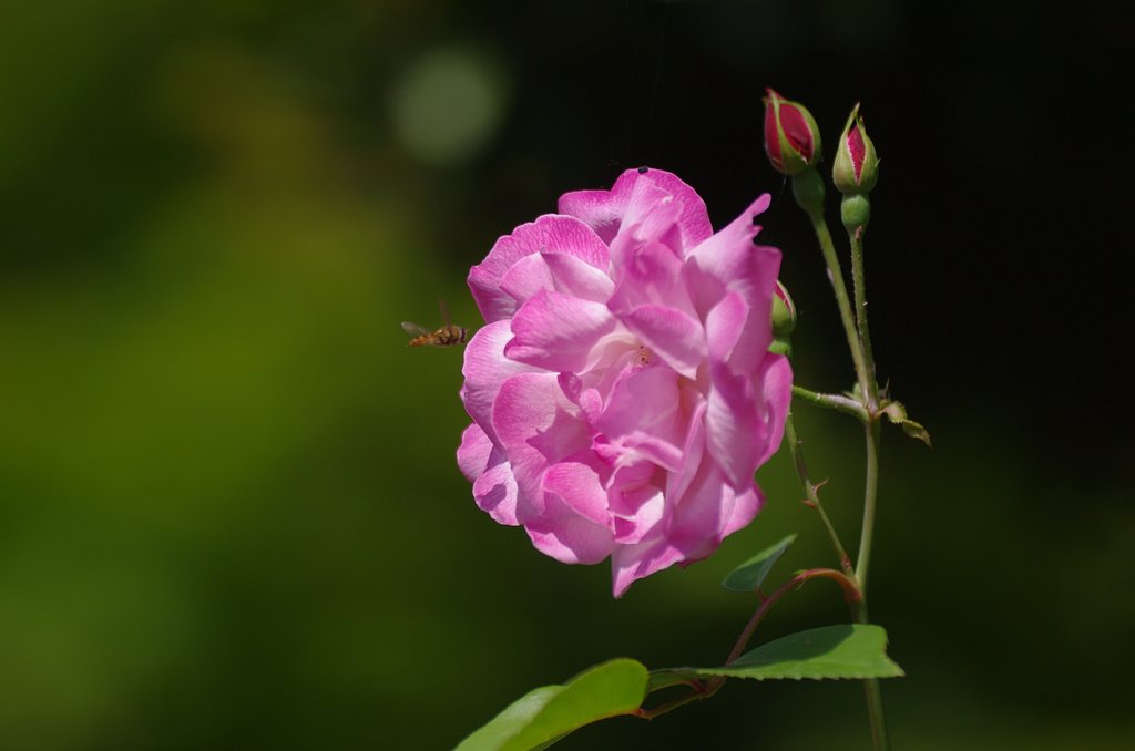 薔薇とハナアブ
