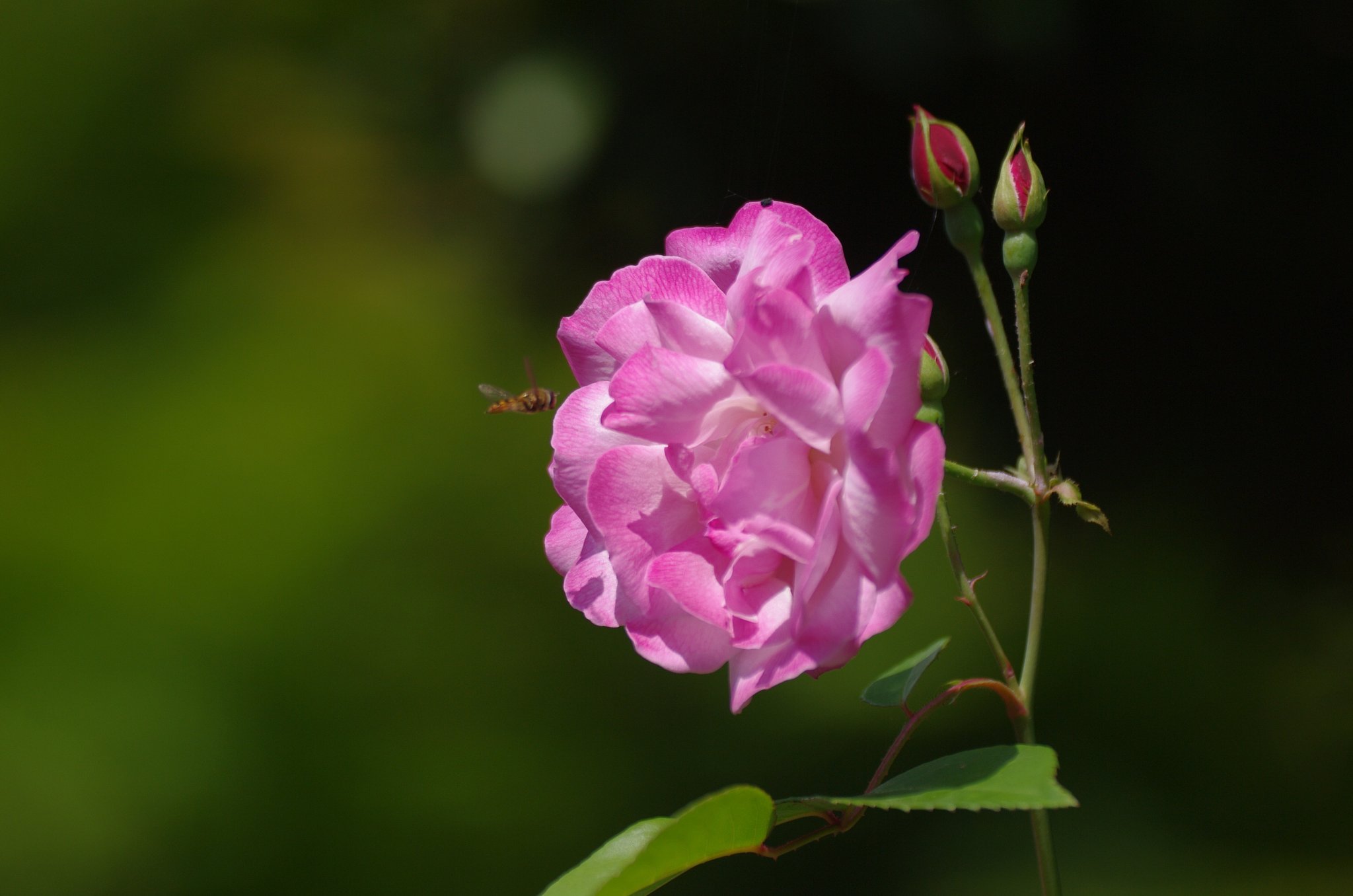 薔薇とハナアブ