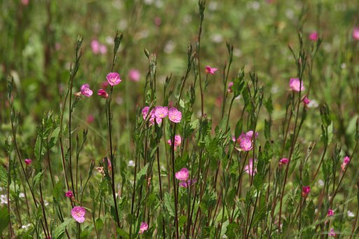 花の群れ