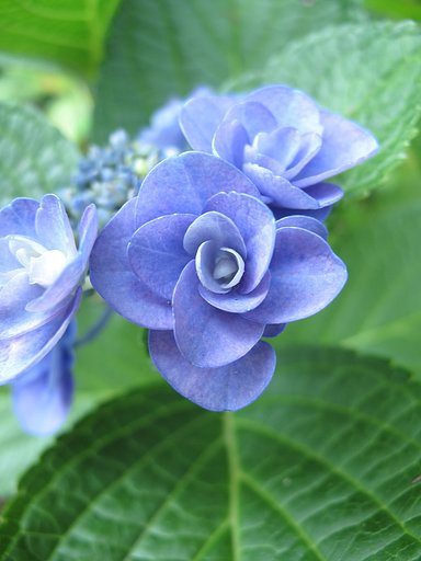 紫陽花