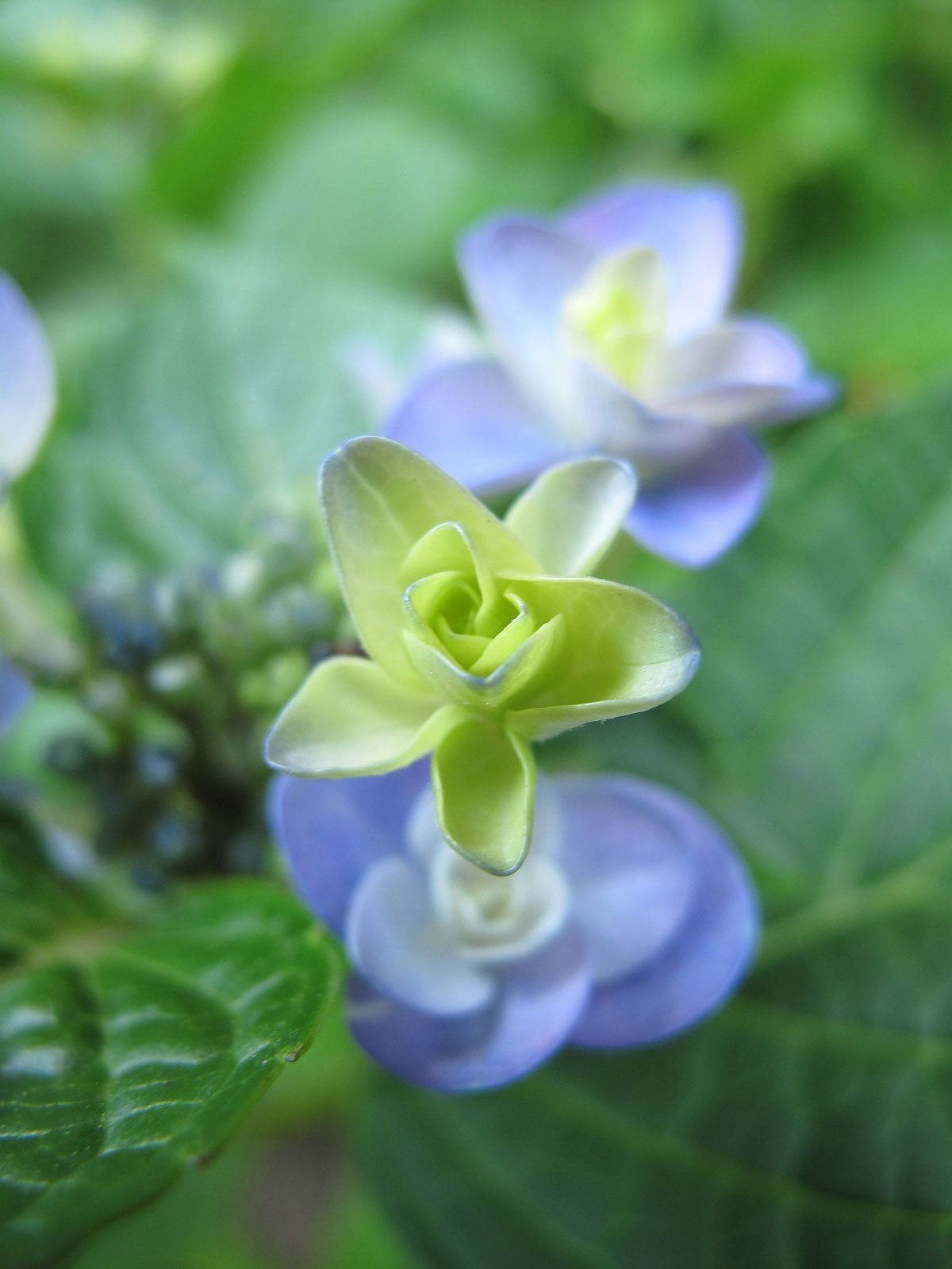 紫陽花