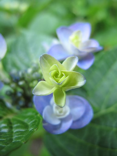 紫陽花
