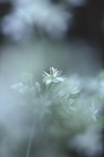 White Bouquet