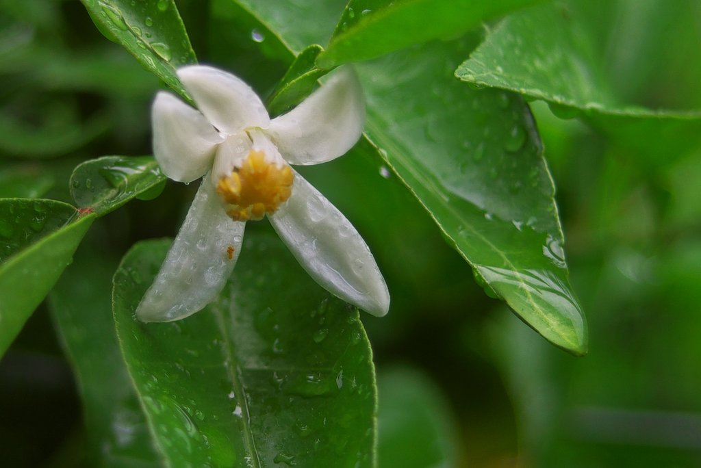 巣立ちの花が開花