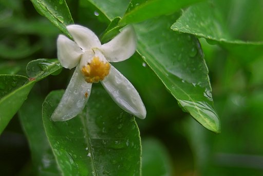 巣立ちの花が開花