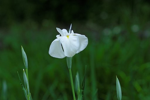 花菖蒲