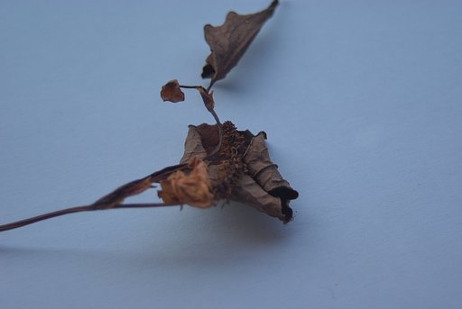 数年前のドクダミの花
