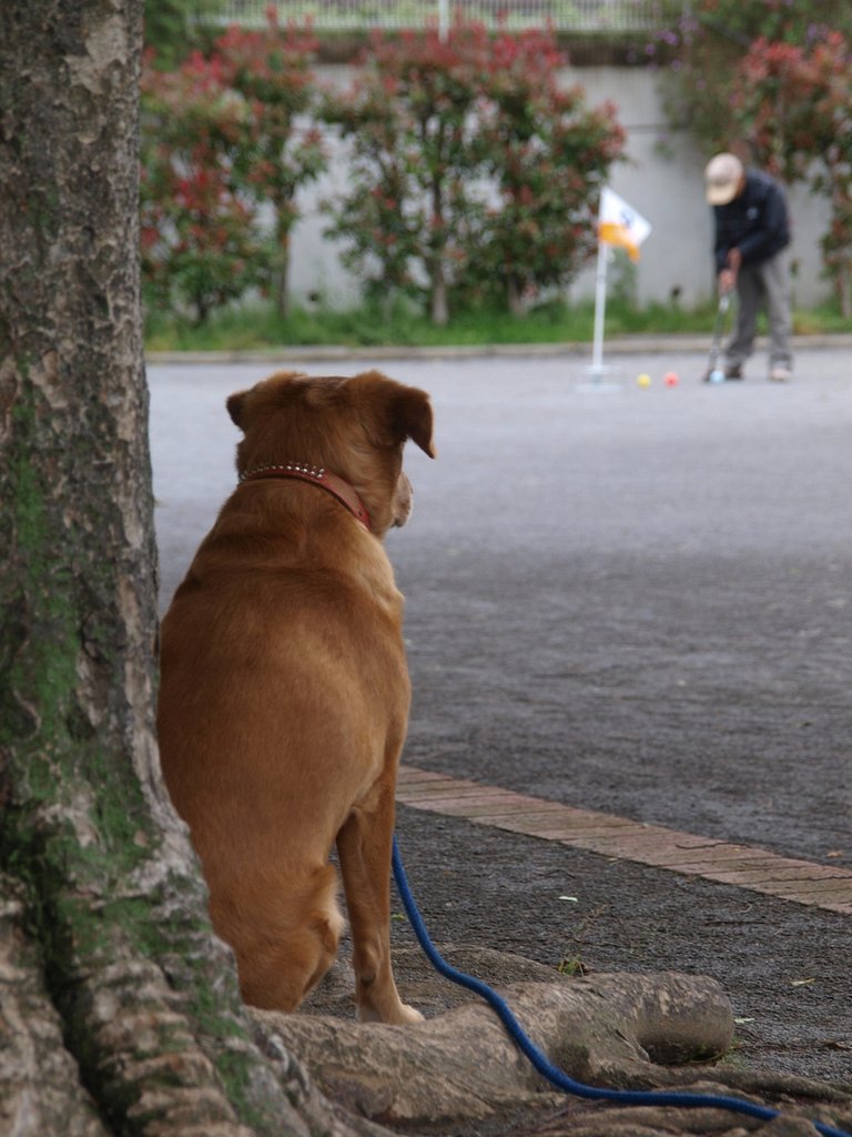 【生活の色】忠犬