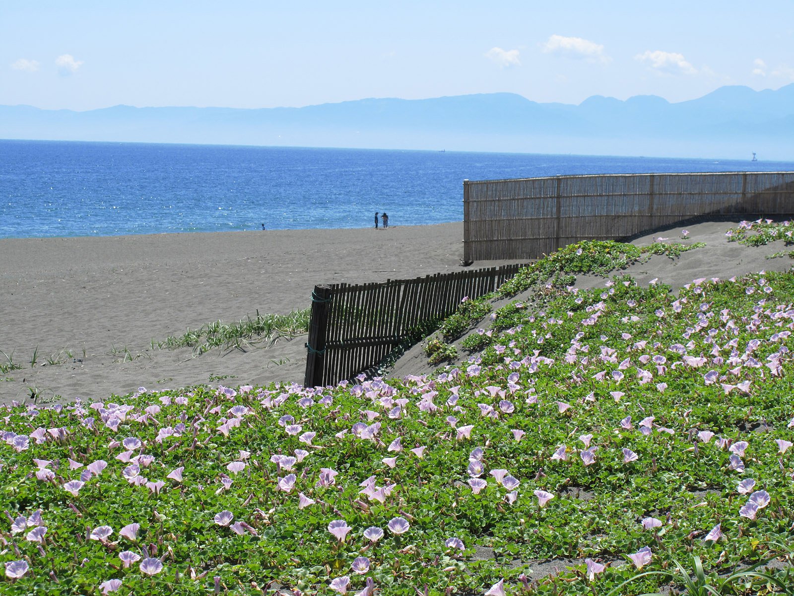 浜昼顔が満開