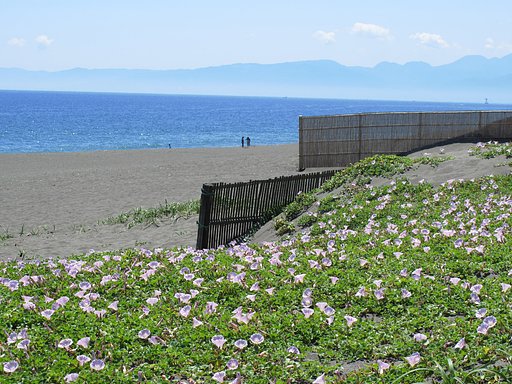 浜昼顔が満開