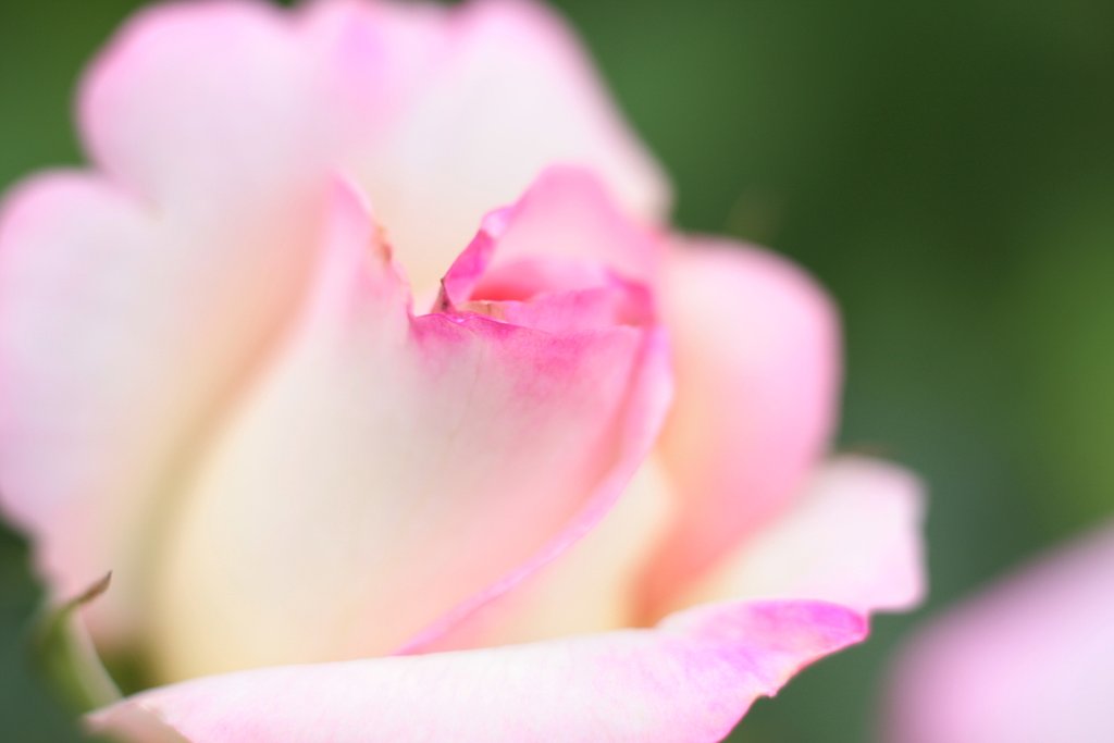 薔薇　其の弐