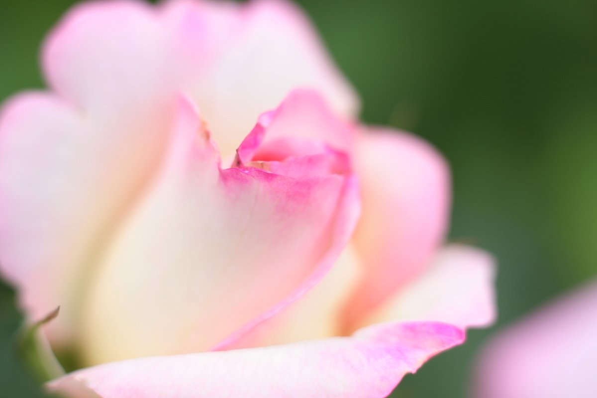 薔薇　其の弐