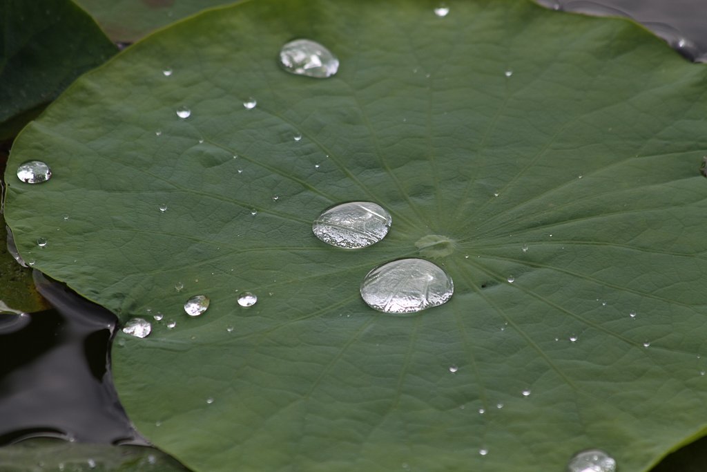 水玉
