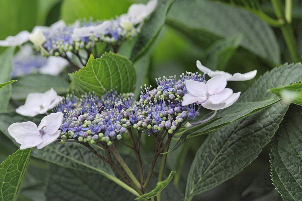 額紫陽花