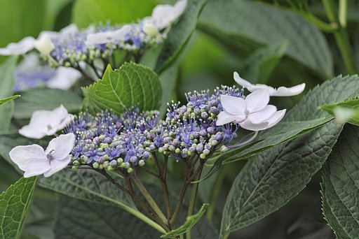 額紫陽花