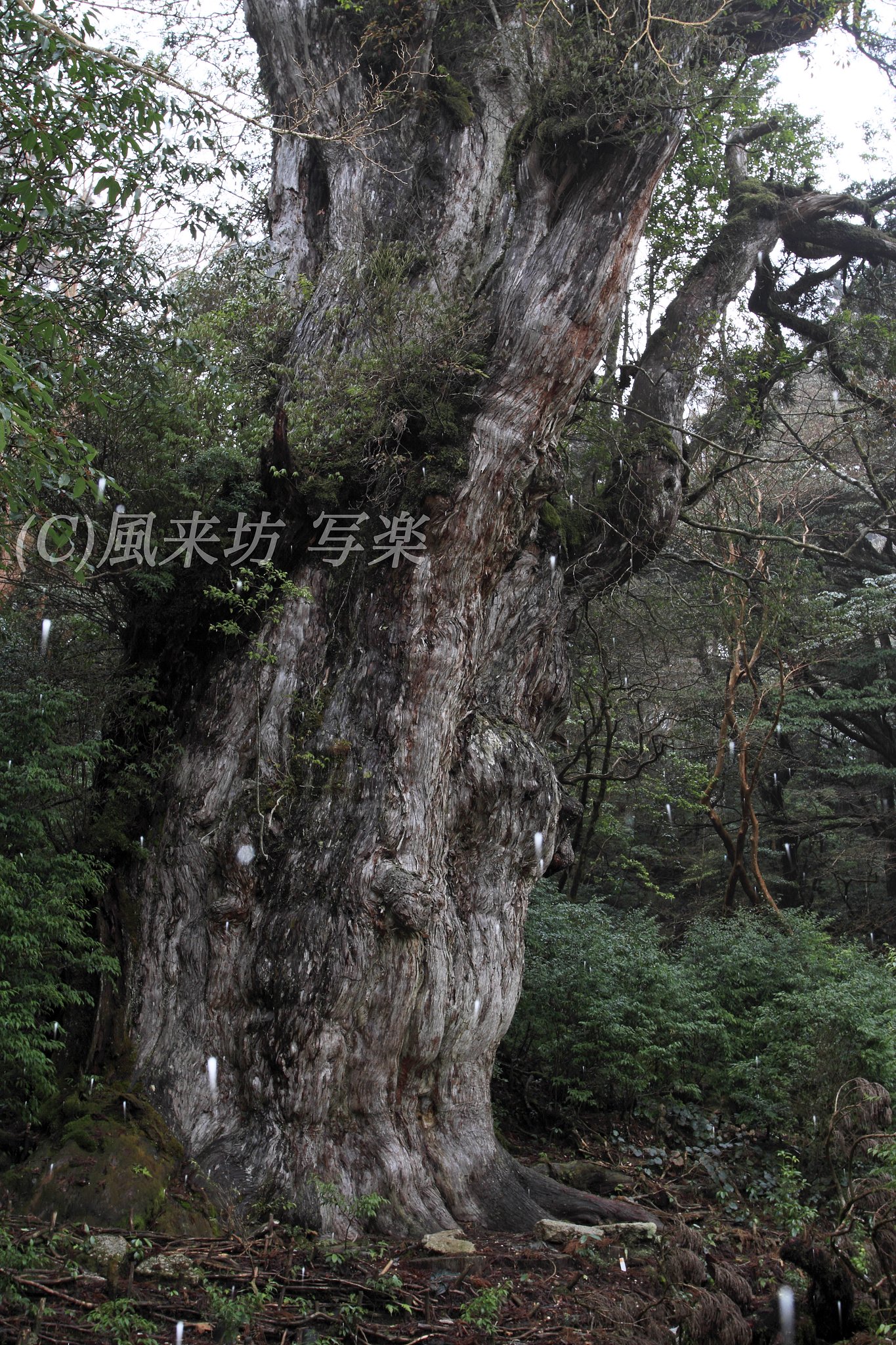 木霊？