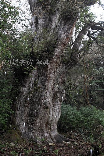 木霊？