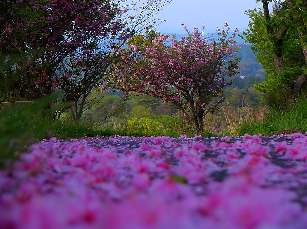 八重桜が・・・