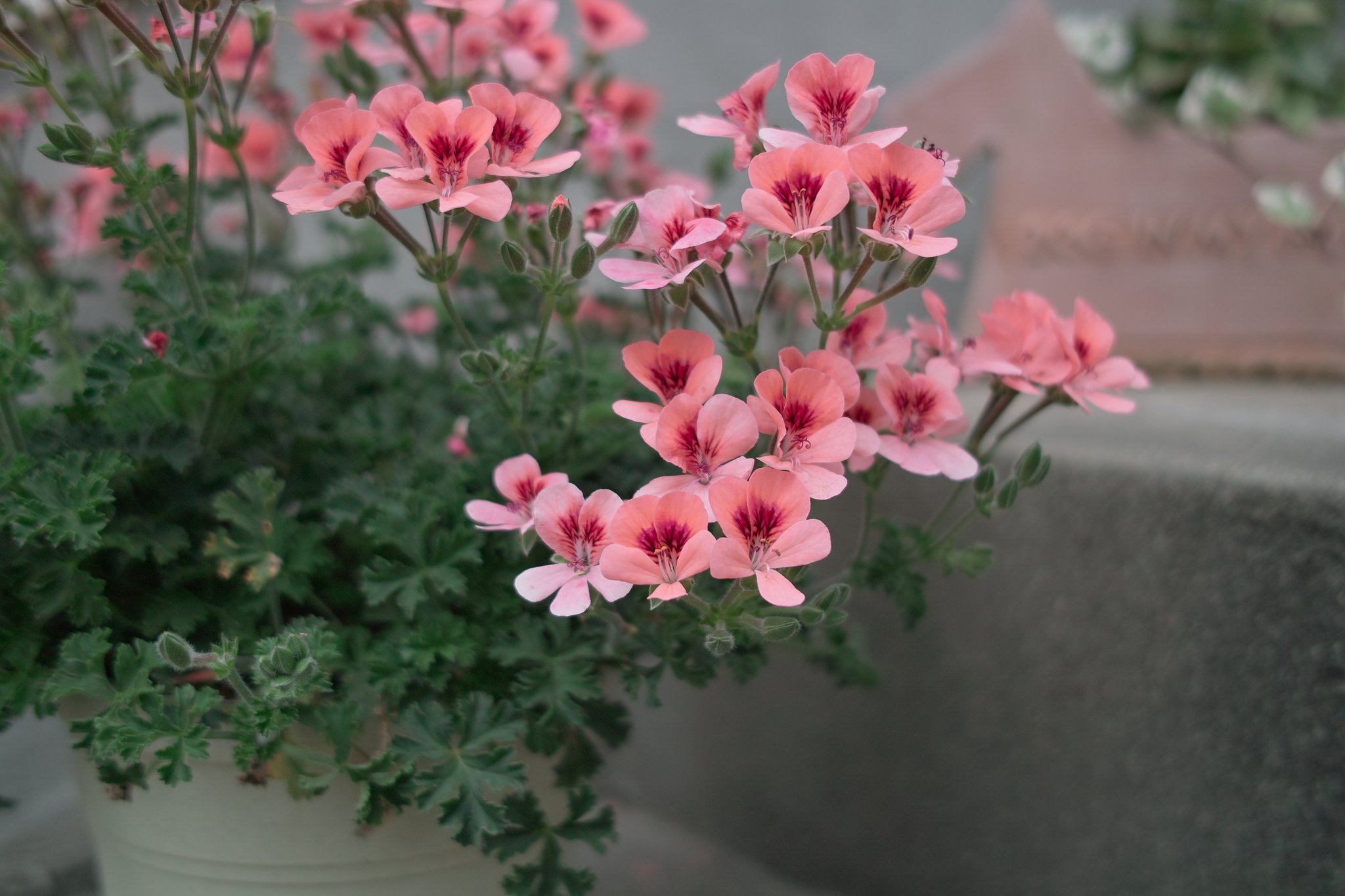 鉢植え