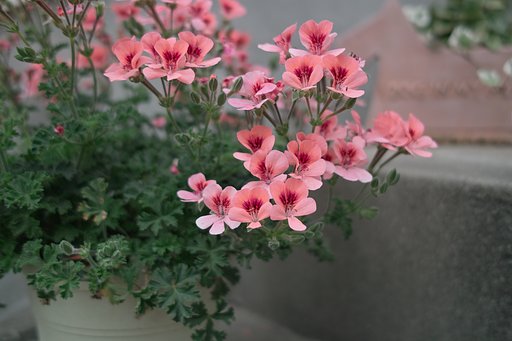 鉢植え