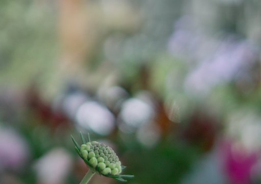花の庭