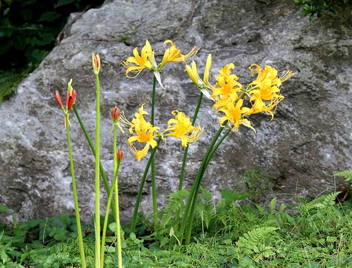 自然の生け花