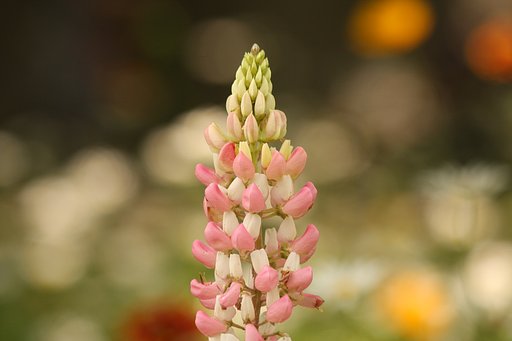 水戸植物公園の花