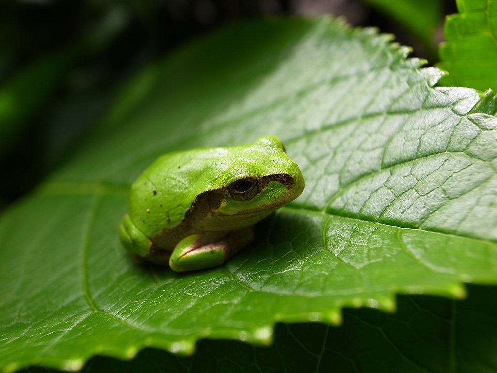 庭のアマガエル