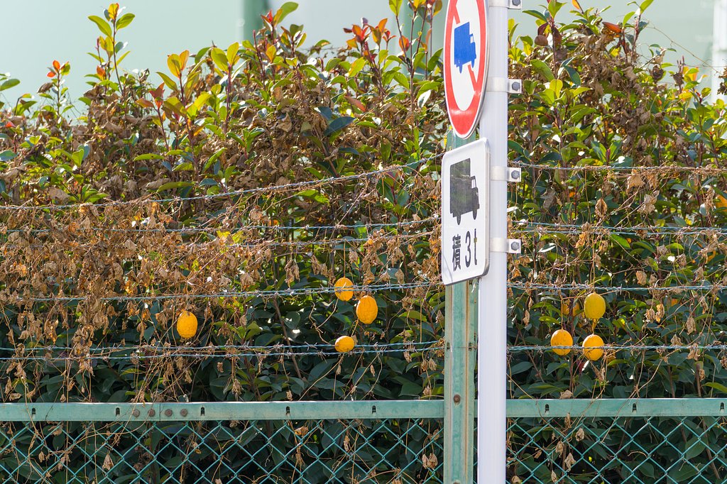 キカラスウリの♬