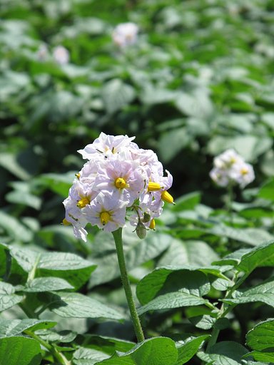 ジャガイモの花