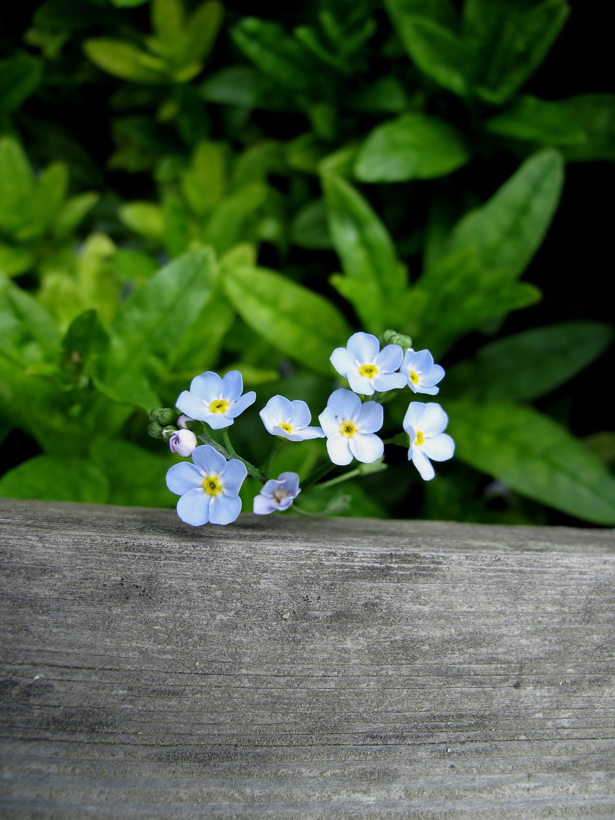 安曇野の花