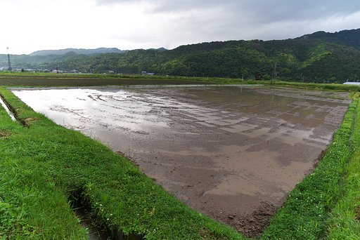 もう一つの代掻き