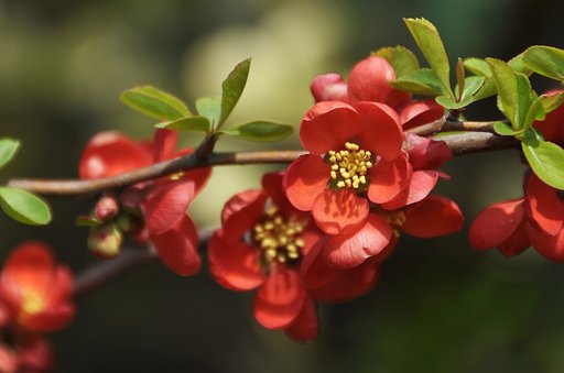 木瓜