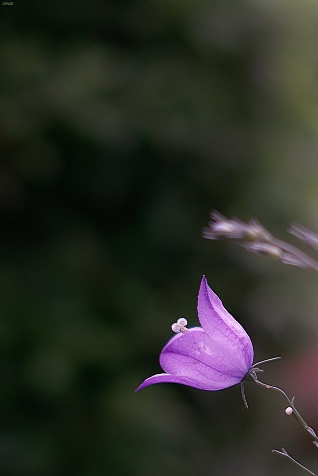 お花