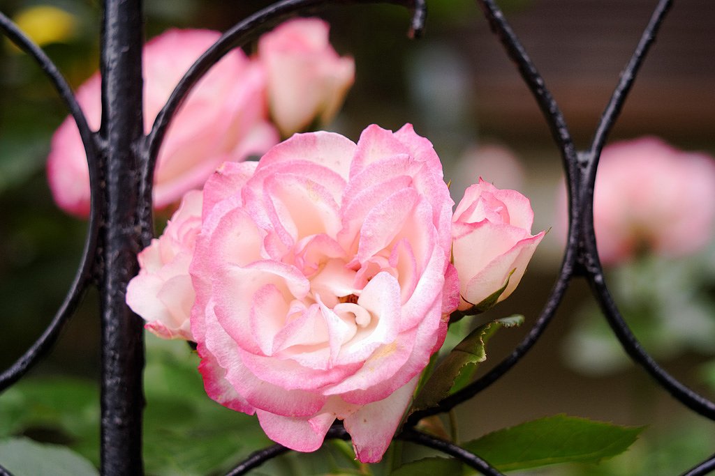 薔薇