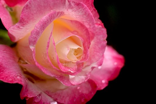 薔薇