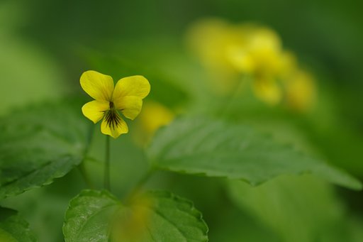 越後の黄菫