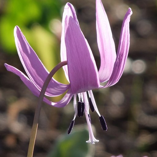 カタクリの花