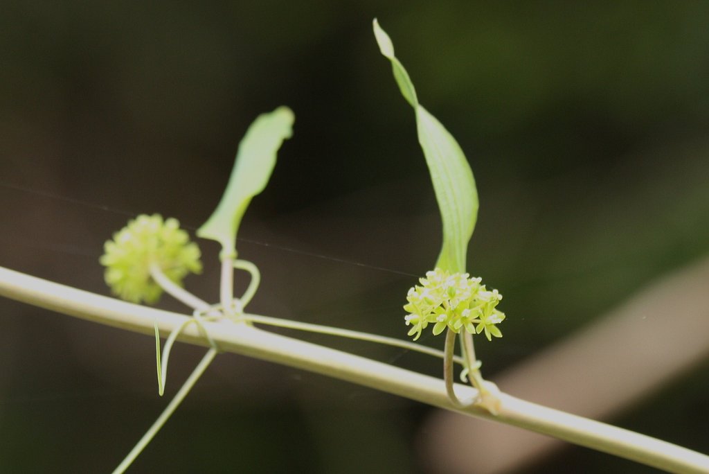 朝房山の植物