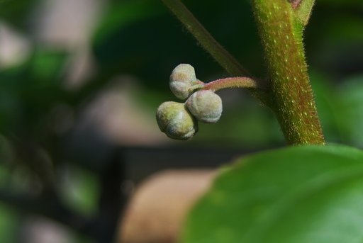 【清和】正月にはおいしいキウイが